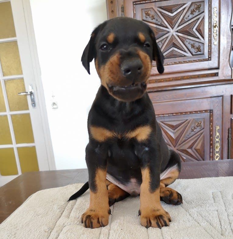 Pacha Kamaq of Dark Ancestor, a Doberman Pinscher tested with EmbarkVet.com