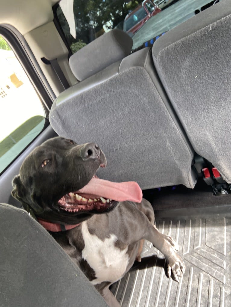 Jagger, an American Bully and American Bulldog mix tested with EmbarkVet.com