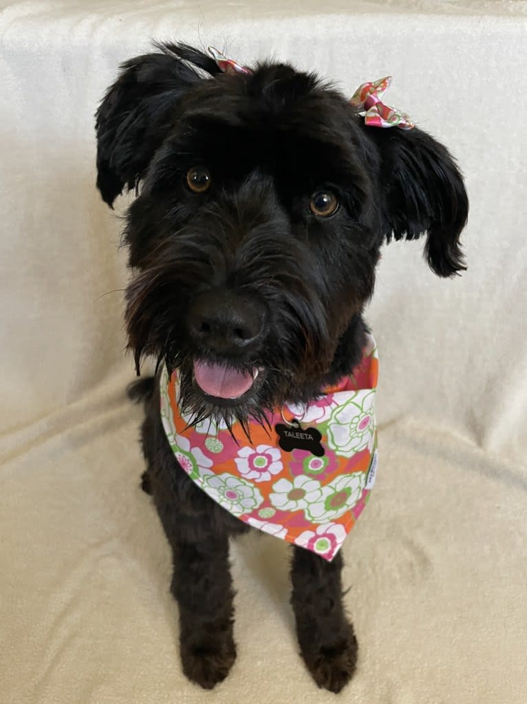 Taleeta, a Miniature Schnauzer and Weimaraner mix tested with EmbarkVet.com