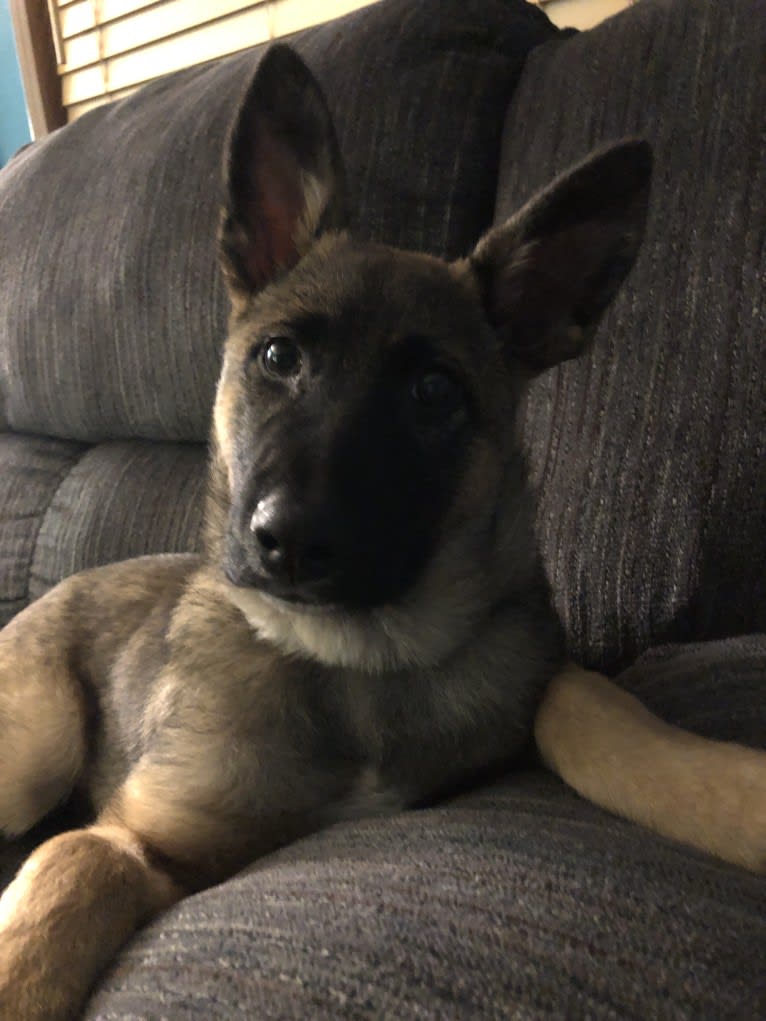 Tala, a German Shepherd Dog and Australian Cattle Dog mix tested with EmbarkVet.com