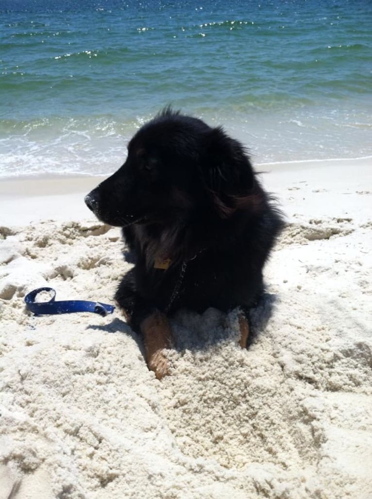 Cooper, a German Shepherd Dog and Golden Retriever mix tested with EmbarkVet.com