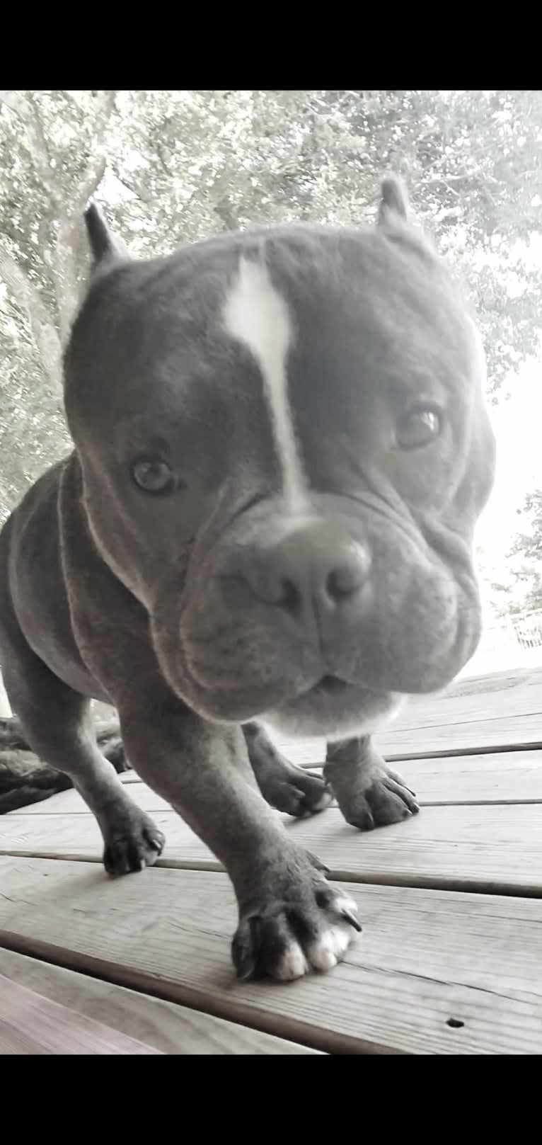 Lucas, an American Bully tested with EmbarkVet.com