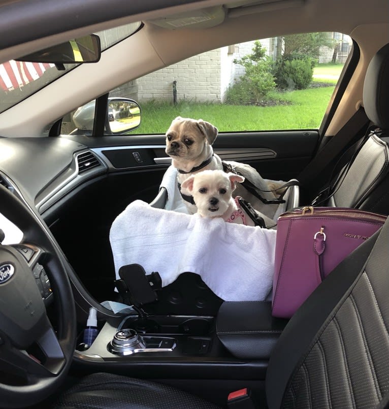 Charlie Angel, a Shih Tzu tested with EmbarkVet.com