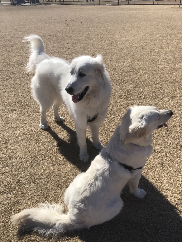 Looney “Chik’in Mini Bandit” Bear, a Great Pyrenees tested with EmbarkVet.com