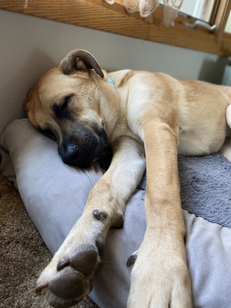 Link, a German Shepherd Dog and Boxer mix tested with EmbarkVet.com