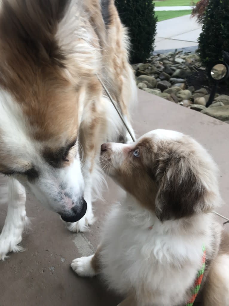 Harrison, an Australian Shepherd and Border Collie mix tested with EmbarkVet.com