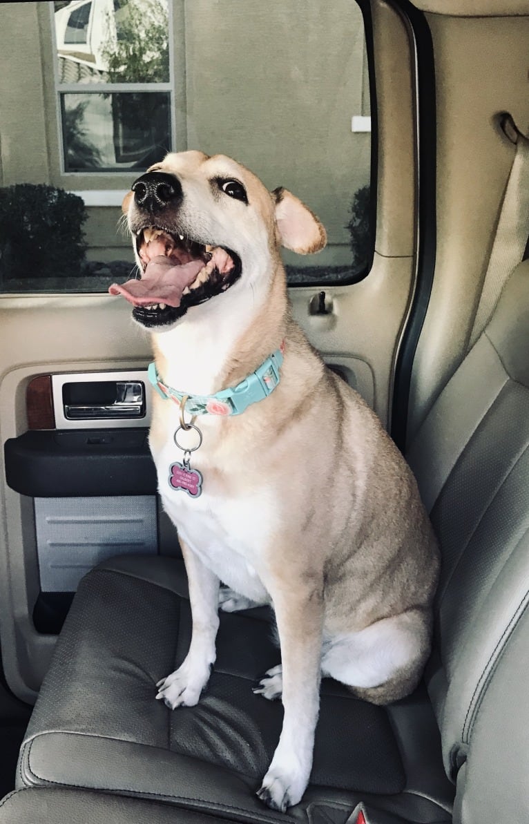 Teagan, an American Pit Bull Terrier and Australian Shepherd mix tested with EmbarkVet.com