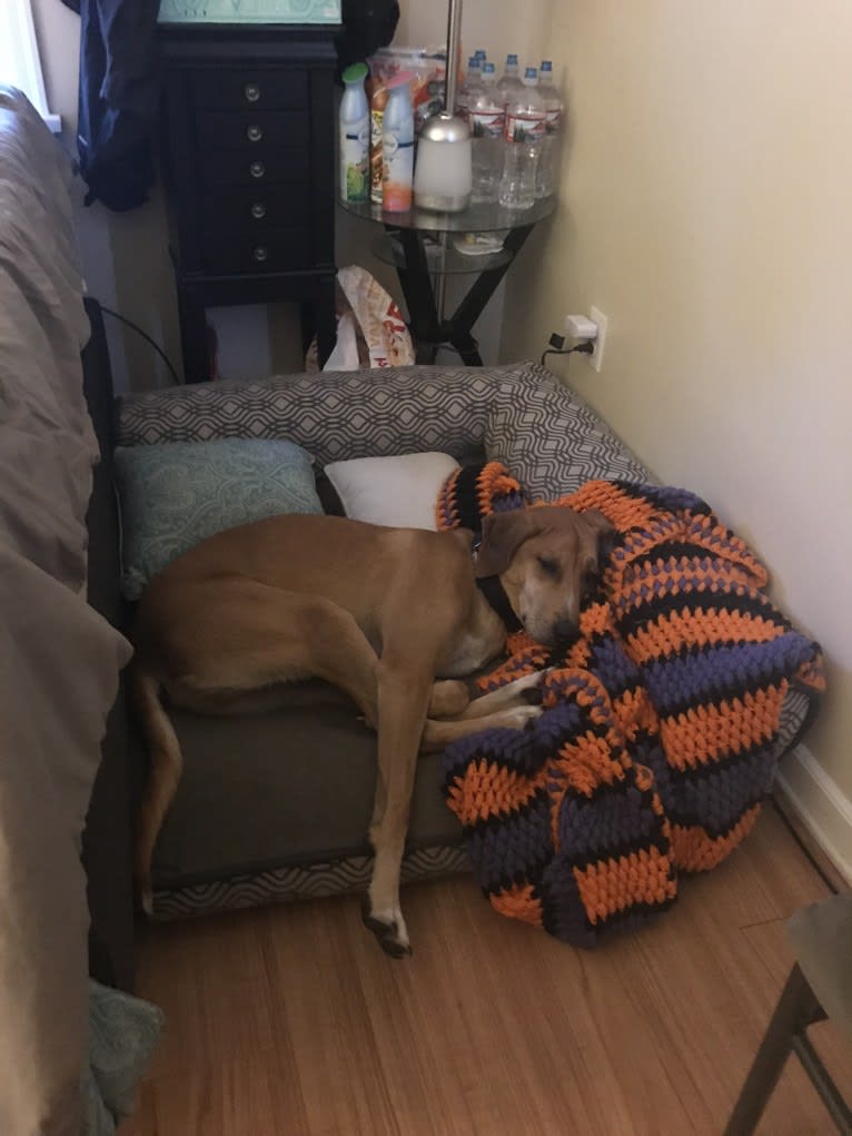 George, a Redbone Coonhound and Siberian Husky mix tested with EmbarkVet.com