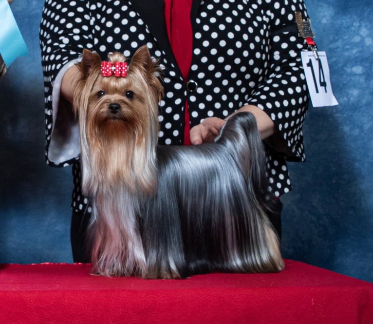 Ruthie, a Yorkshire Terrier tested with EmbarkVet.com