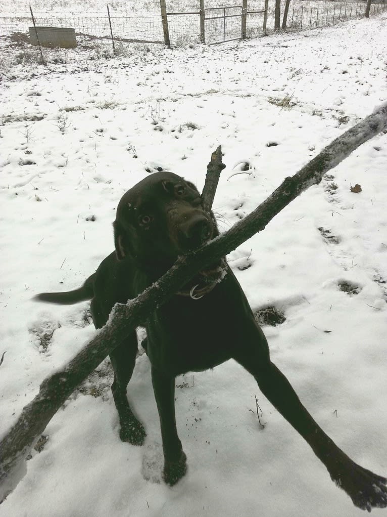 Jimmy, a Labrador Retriever and Collie mix tested with EmbarkVet.com