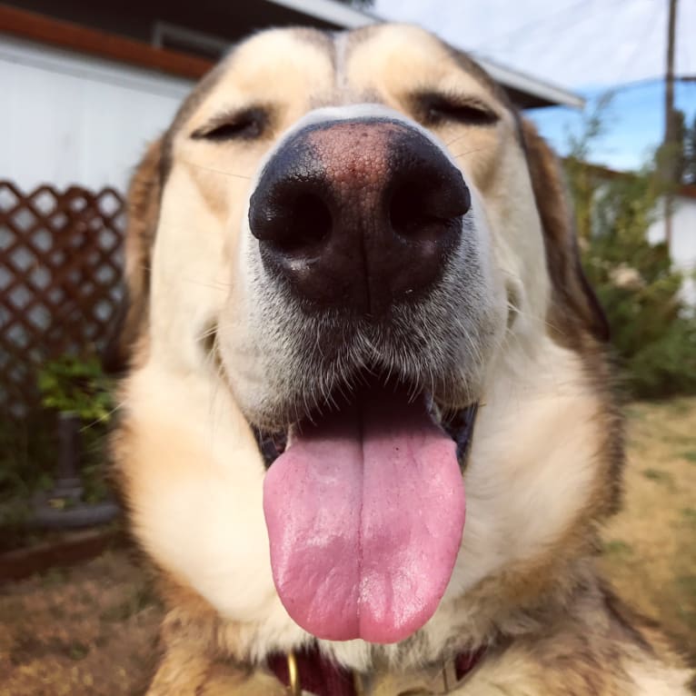 Maverick, a Golden Retriever and Siberian Husky mix tested with EmbarkVet.com