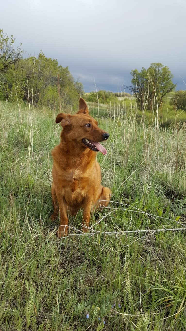 Brownie, an Australian Shepherd and Border Collie mix tested with EmbarkVet.com