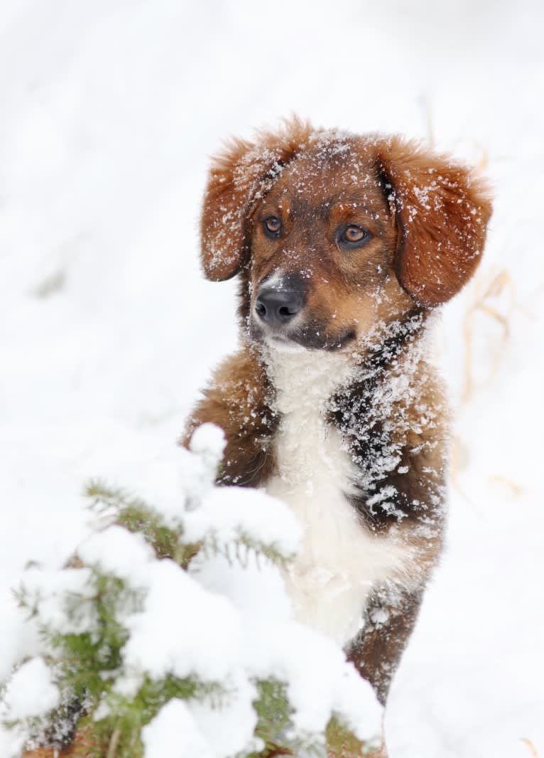 Burley, an English Shepherd tested with EmbarkVet.com