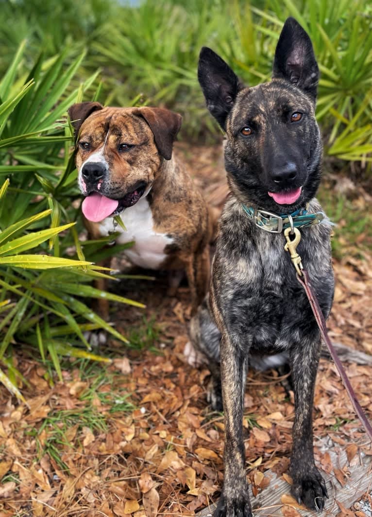 Jinx Van Patriot, a Dutch Shepherd and German Shepherd Dog mix tested with EmbarkVet.com