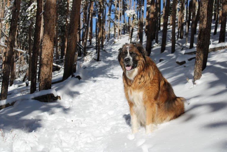 Lady, a Saint Bernard and Sarplaninac mix tested with EmbarkVet.com