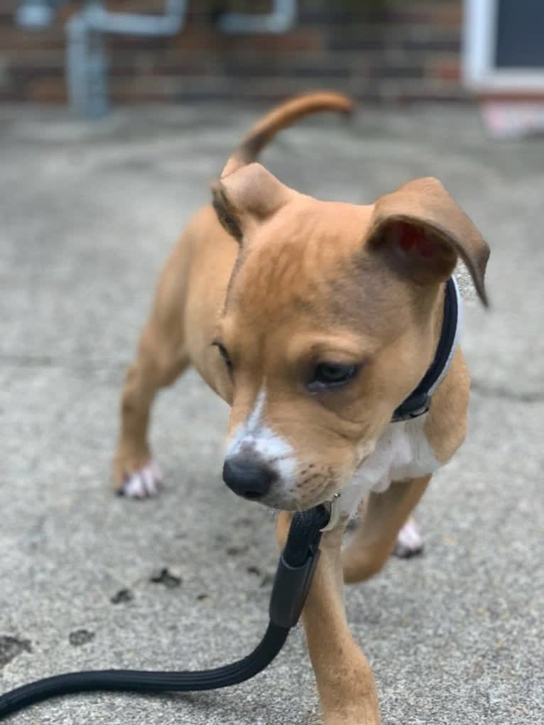 Chase, an American Pit Bull Terrier and American Staffordshire Terrier mix tested with EmbarkVet.com