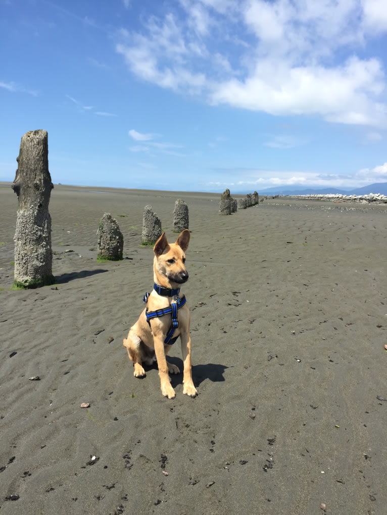 Oliver, a Formosan Mountain Dog tested with EmbarkVet.com