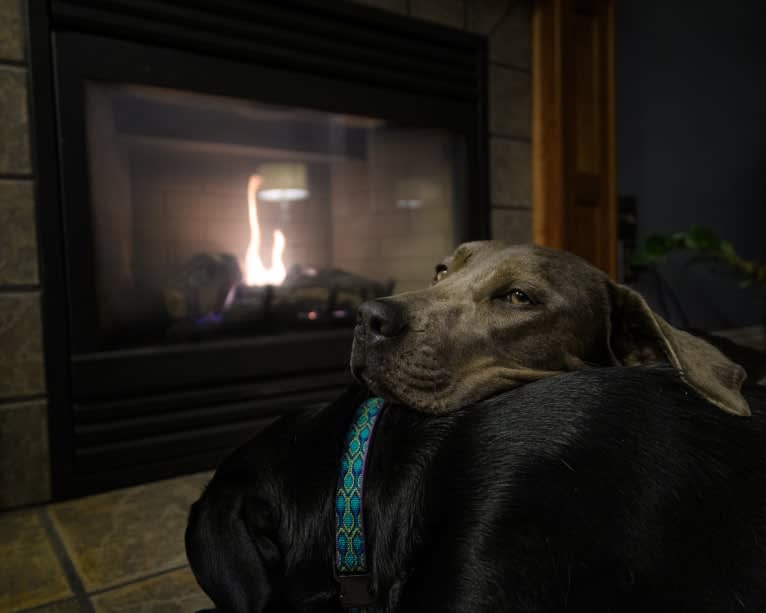 Sophie, a Labrador Retriever and American Pit Bull Terrier mix tested with EmbarkVet.com