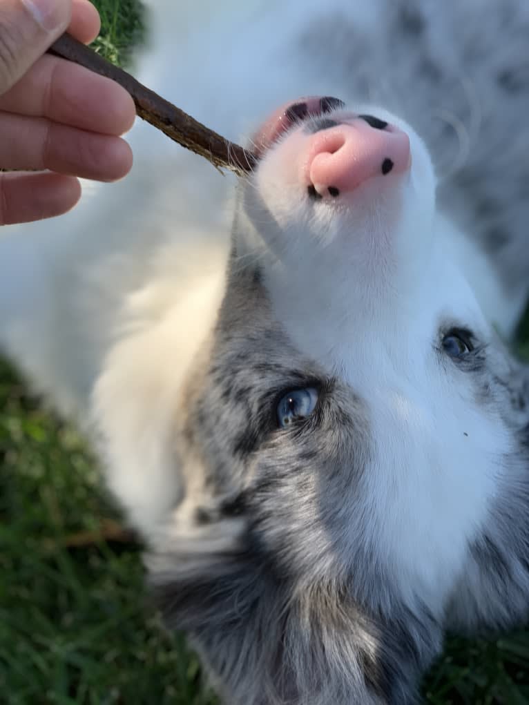 Ace, a Border Collie tested with EmbarkVet.com