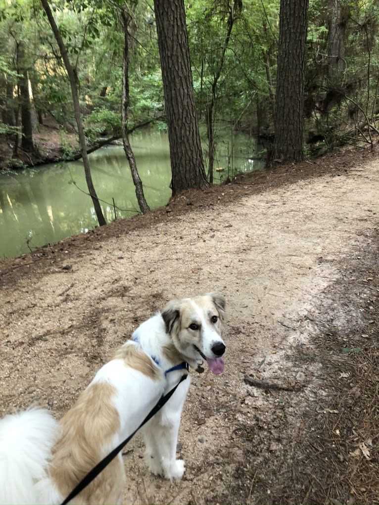 Captain, a Great Pyrenees and American Foxhound mix tested with EmbarkVet.com