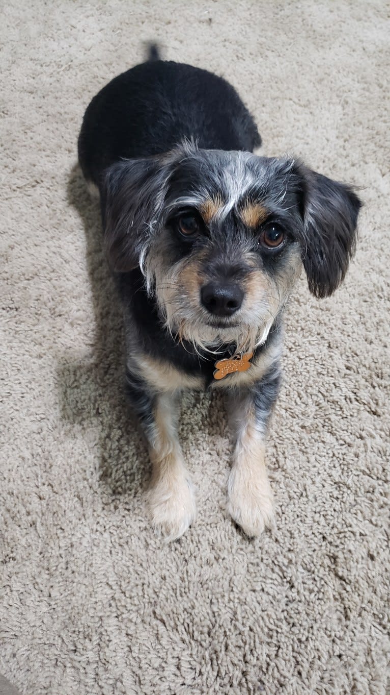 Gracie, a Chihuahua and Dachshund mix tested with EmbarkVet.com