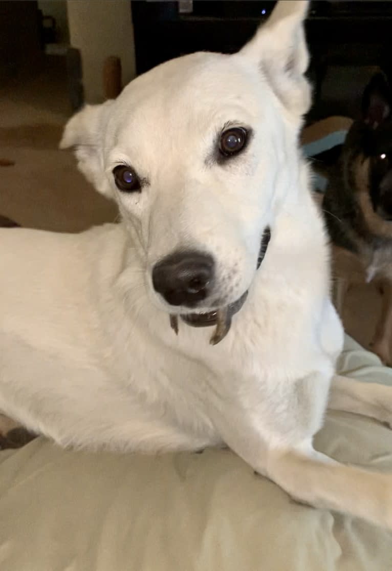 Chester, a Siberian Husky and American Pit Bull Terrier mix tested with EmbarkVet.com