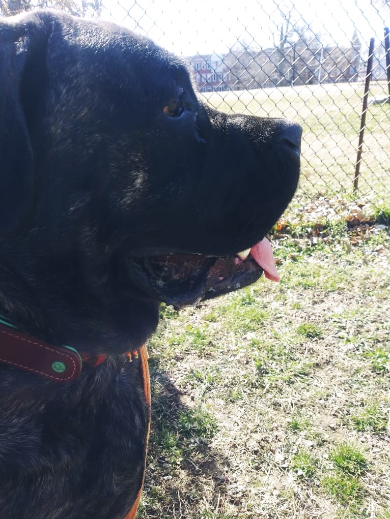 Izzy, a Mastiff tested with EmbarkVet.com