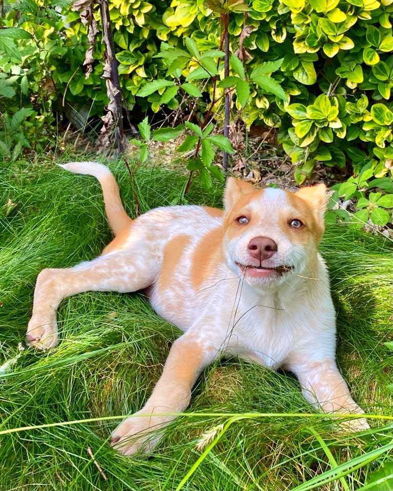 Lou, an Australian Cattle Dog and Australian Shepherd mix tested with EmbarkVet.com