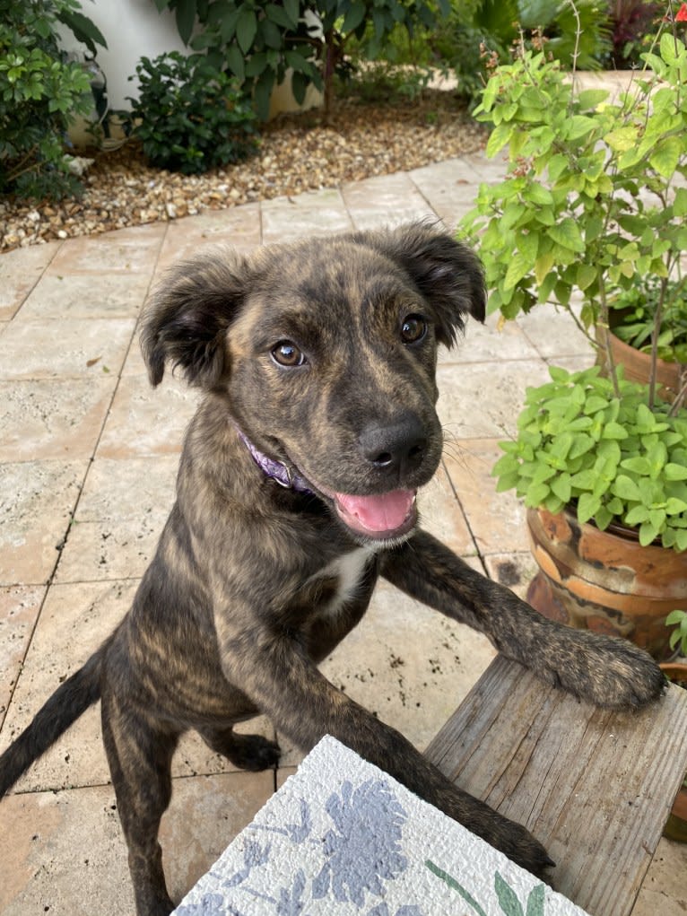 Zeta, an American Pit Bull Terrier and American Staffordshire Terrier mix tested with EmbarkVet.com