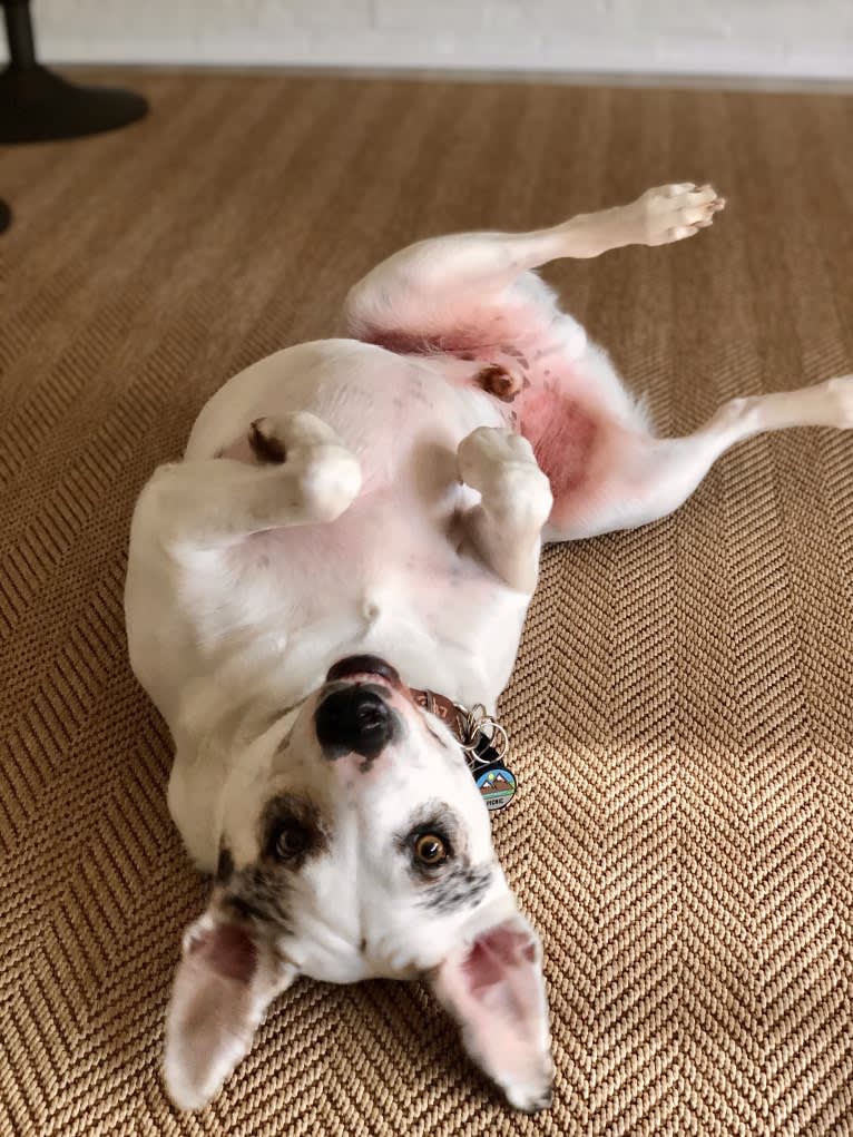 Picnic, an Australian Cattle Dog and Australian Shepherd mix tested with EmbarkVet.com