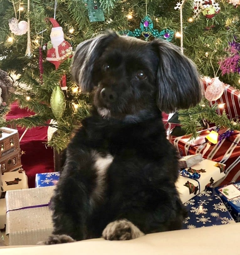 Vinny, a Morkie tested with EmbarkVet.com