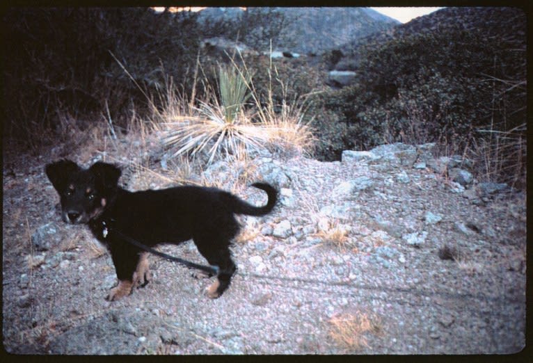 FrendL (The Fabulous & Occasionally Ferocious), a Rottweiler and German Shepherd Dog mix tested with EmbarkVet.com