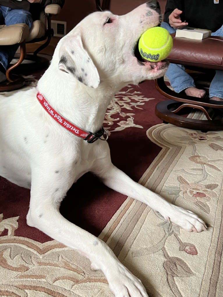 Dylan, an American Bully and Great Pyrenees mix tested with EmbarkVet.com