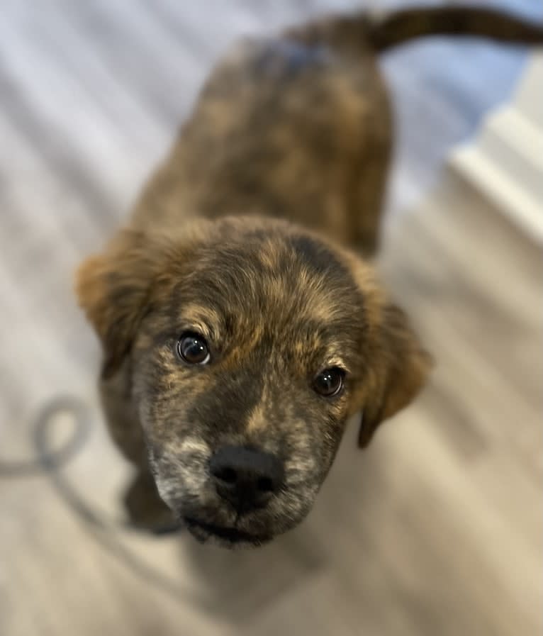 Rudder, a Labrador Retriever and Chow Chow mix tested with EmbarkVet.com