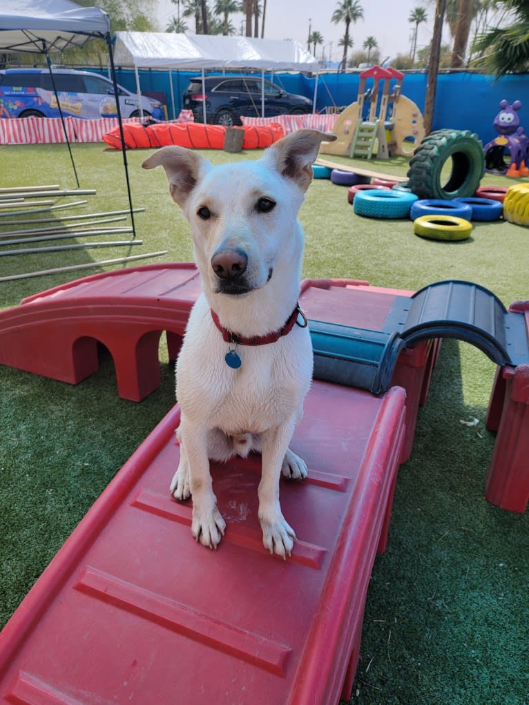 Odin, a German Shepherd Dog and Bulldog mix tested with EmbarkVet.com