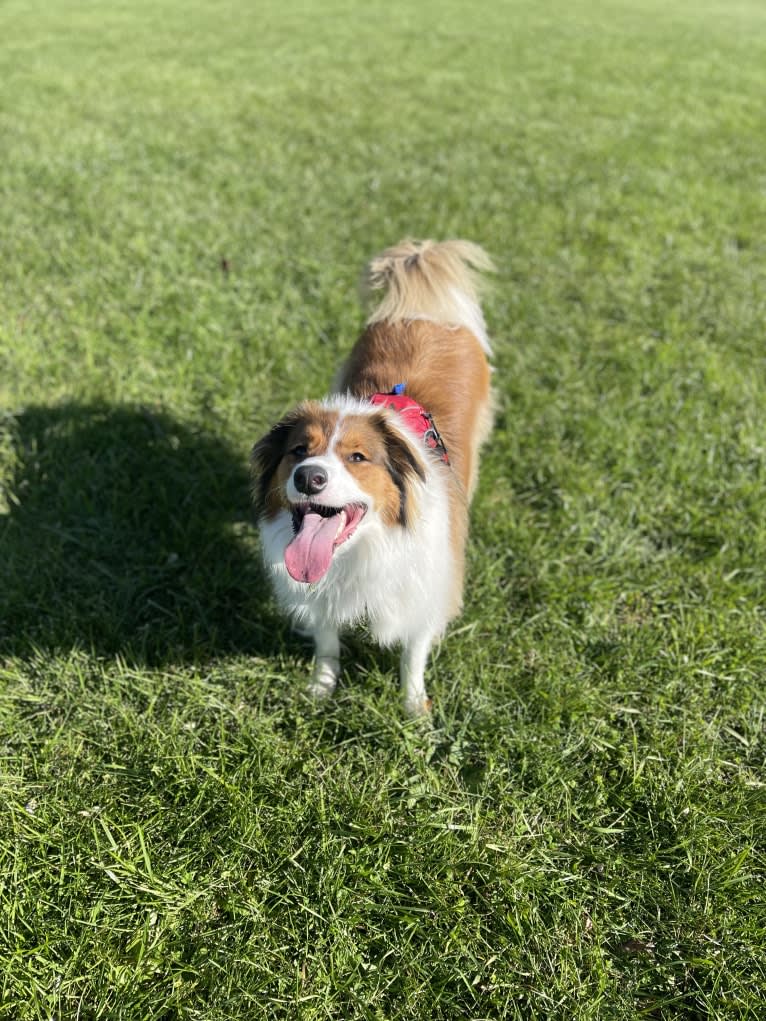 Milo, an English Shepherd tested with EmbarkVet.com