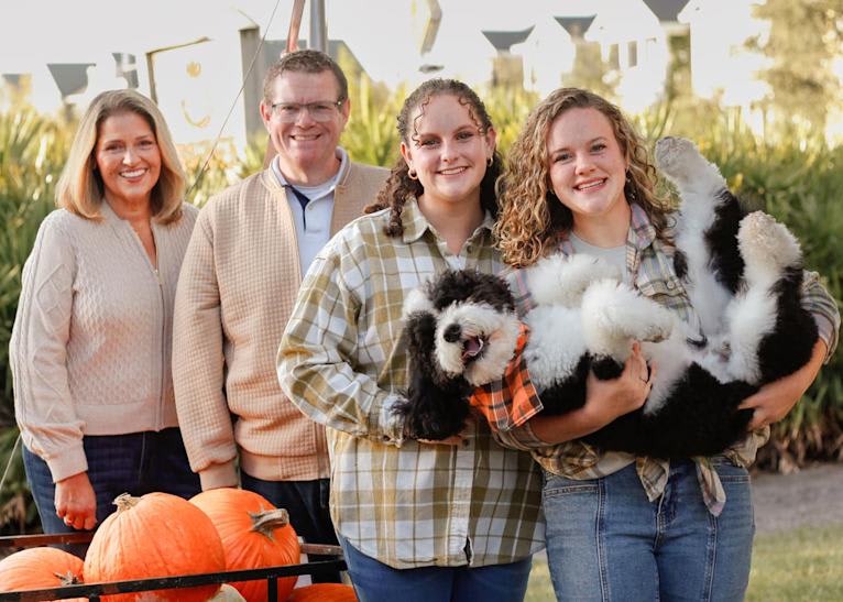 George, a Bernedoodle tested with EmbarkVet.com