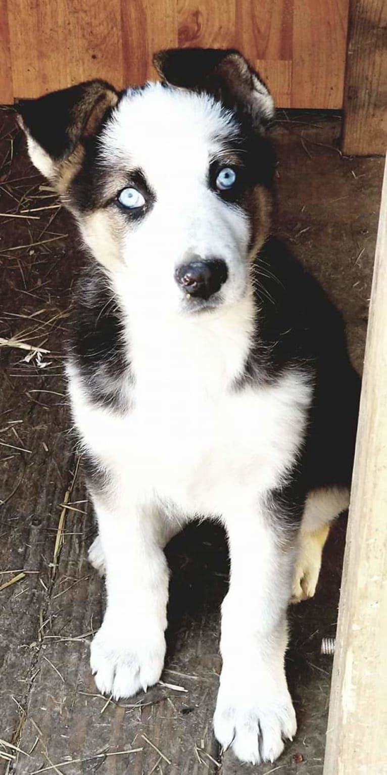 Sadie, a German Shepherd Dog tested with EmbarkVet.com