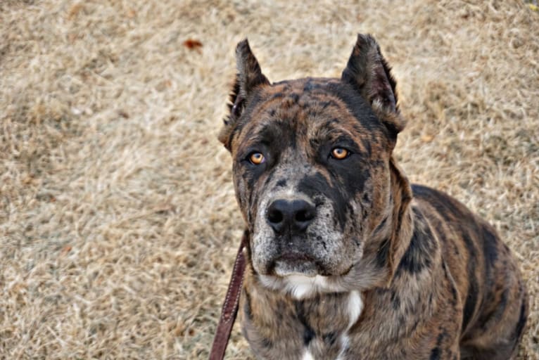 Thoryn, an American Bulldog and Cane Corso mix tested with EmbarkVet.com