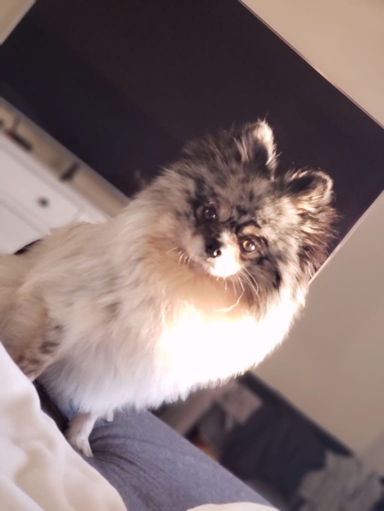 Fred, a Pomeranian and Pekingese mix tested with EmbarkVet.com