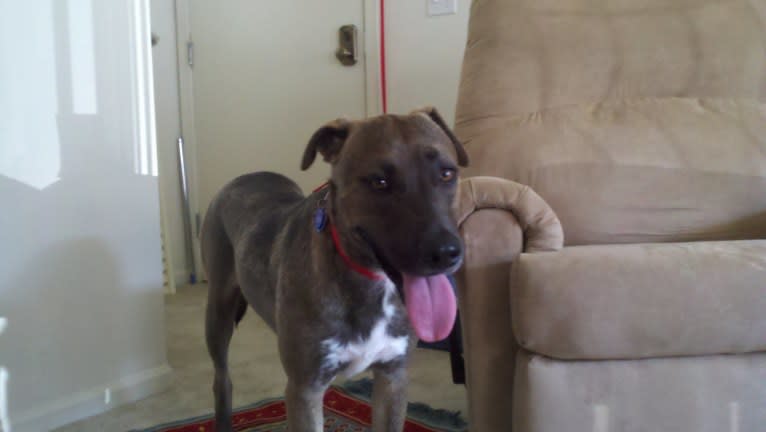Vincent, an American Pit Bull Terrier and Siberian Husky mix tested with EmbarkVet.com