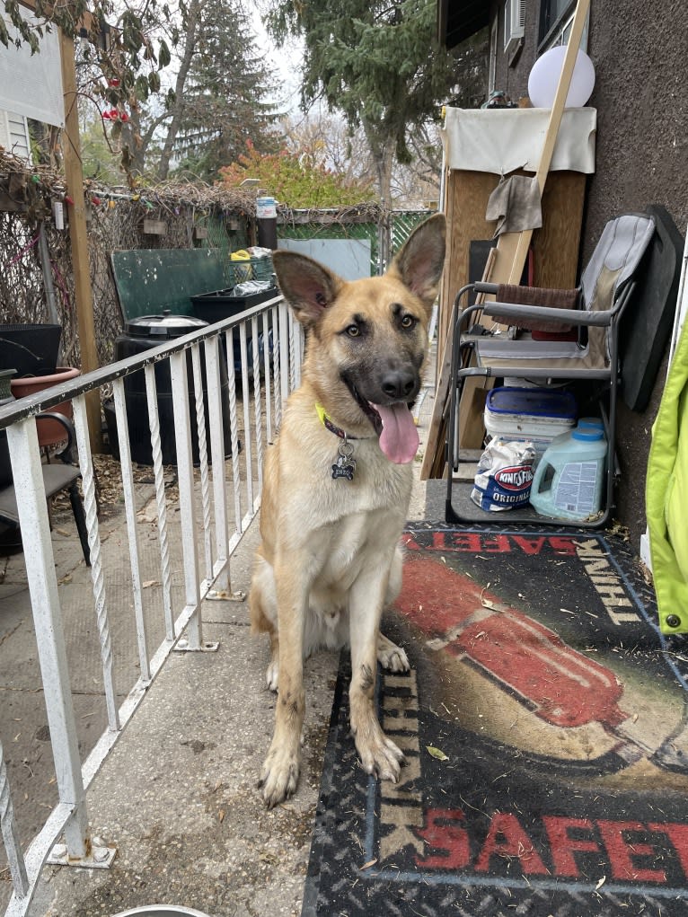 Enzo, a Siberian Husky and German Shepherd Dog mix tested with EmbarkVet.com