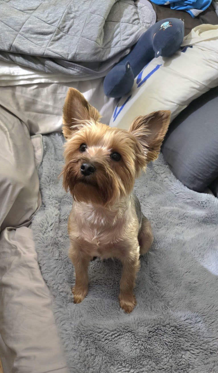 Charlie, a Yorkshire Terrier tested with EmbarkVet.com