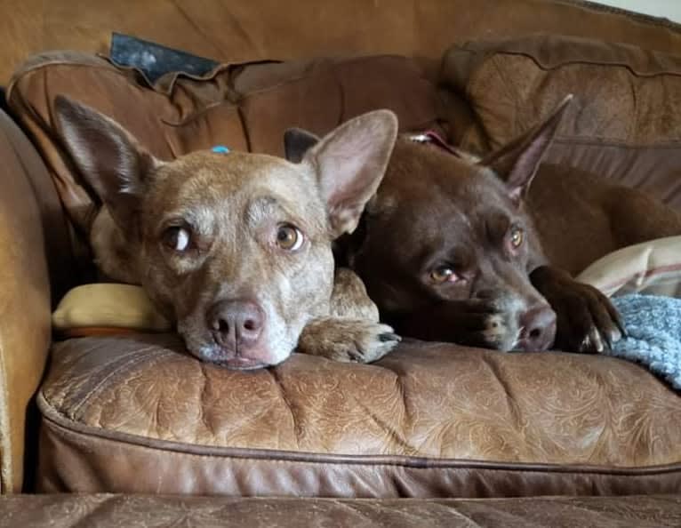 Coyote, a Boston Terrier and Labrador Retriever mix tested with EmbarkVet.com