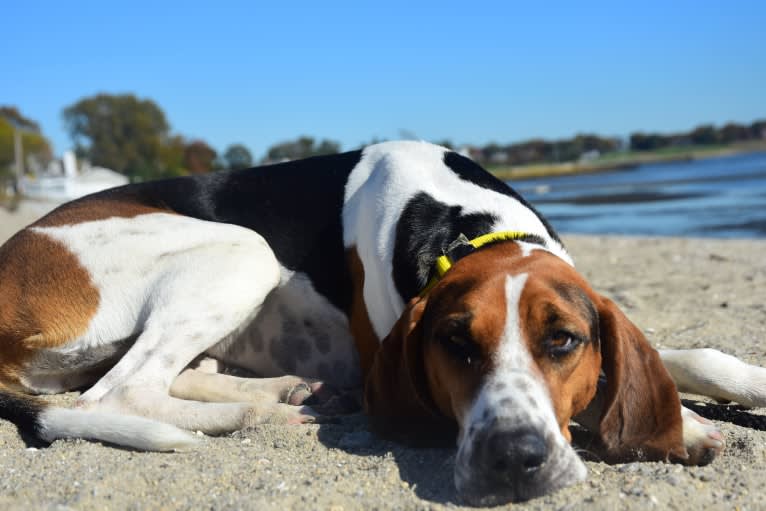 Murphy, a Treeing Walker Coonhound tested with EmbarkVet.com