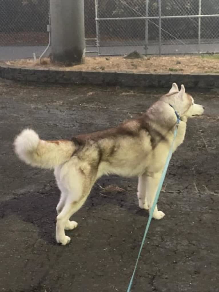 Dakines Afanasy Aleksei, a Siberian Husky tested with EmbarkVet.com