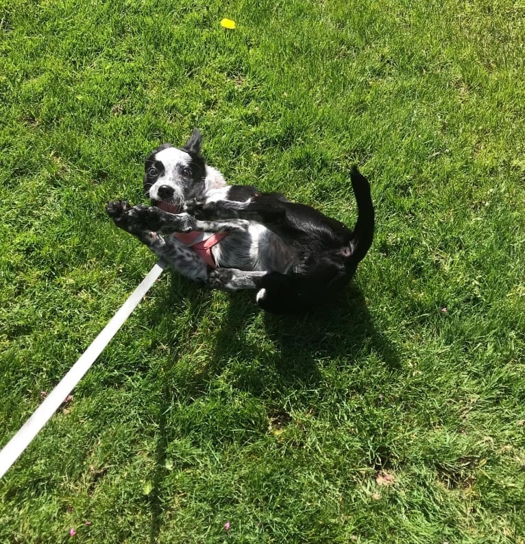 Oreo, an Australian Cattle Dog and Rat Terrier mix tested with EmbarkVet.com
