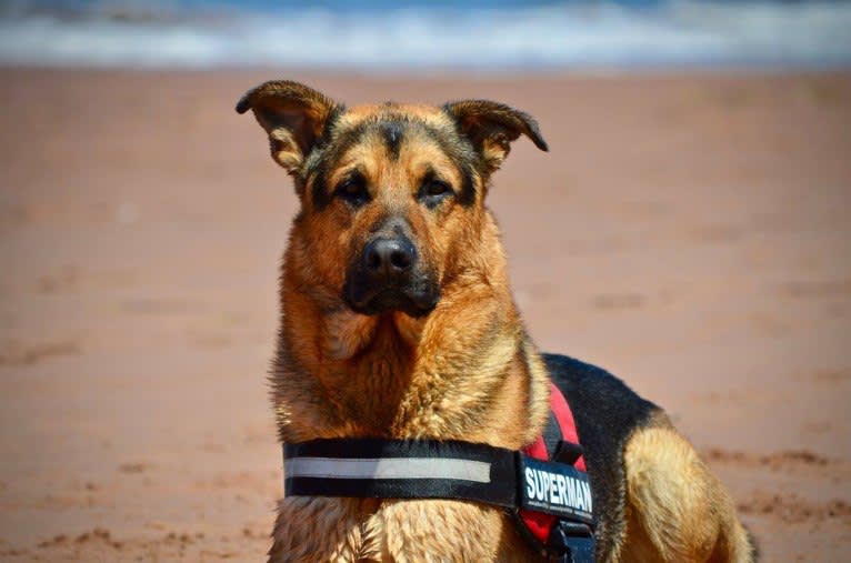 Grizzly, a German Shepherd Dog and Rottweiler mix tested with EmbarkVet.com