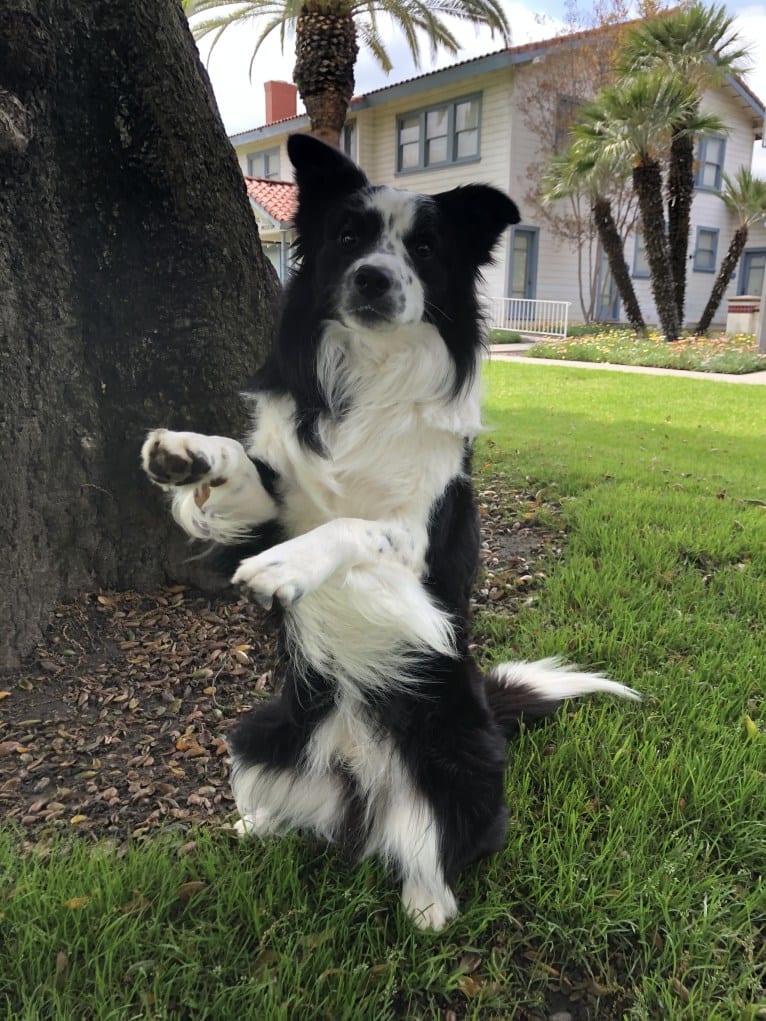 Donut, a Border Collie tested with EmbarkVet.com