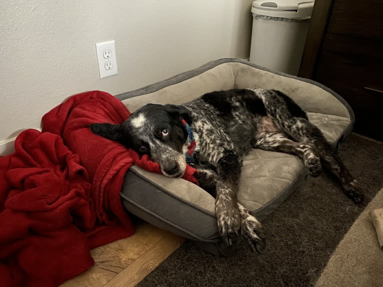 Riley, an English Springer Spaniel and Australian Cattle Dog mix tested with EmbarkVet.com